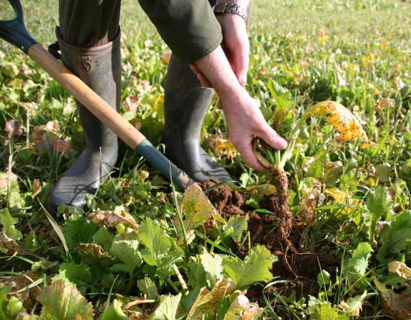 Virtual Workshop - Cover Crops For Productivity, Soil Health & Water ...