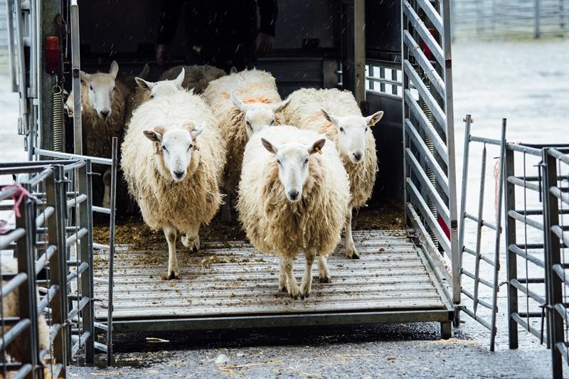 Sheep walking off a trailer