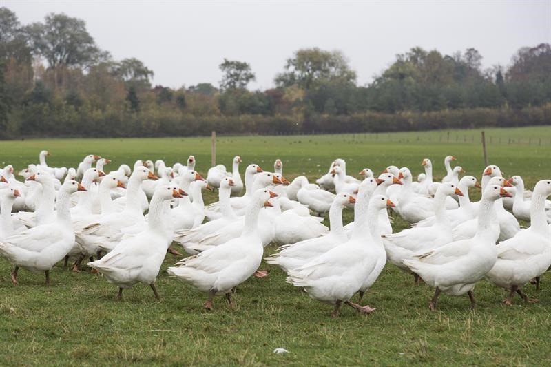 An image showing geese in a field