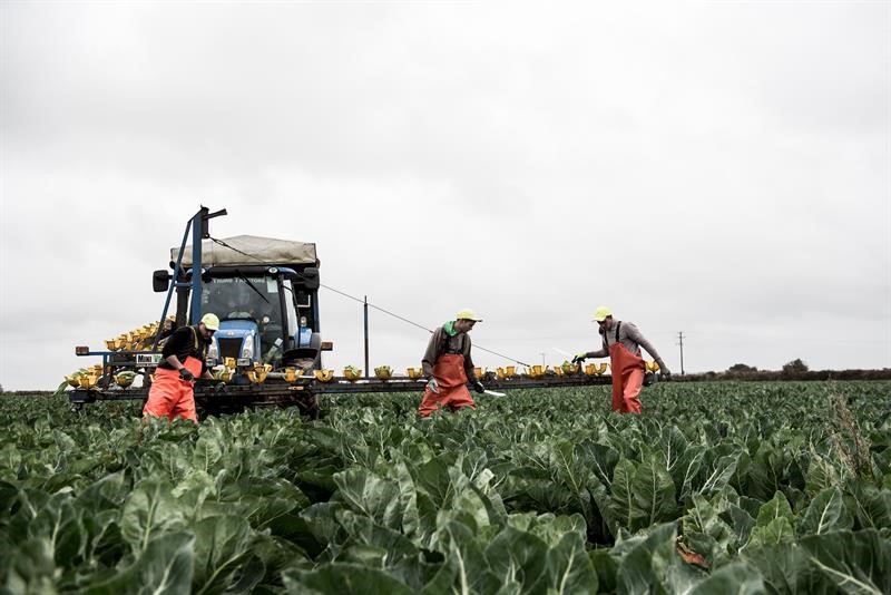 Brassica farm in Cornwall - David Simmons, Horticulture magazine_60801