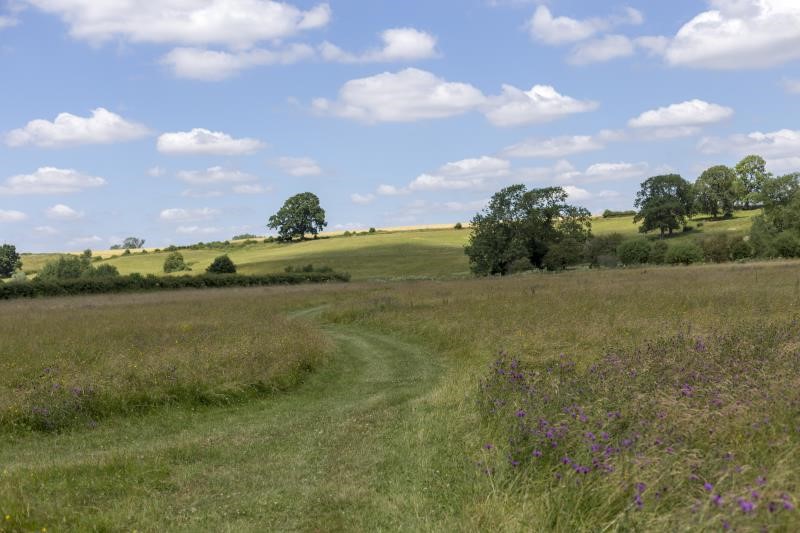 wildflower meadow