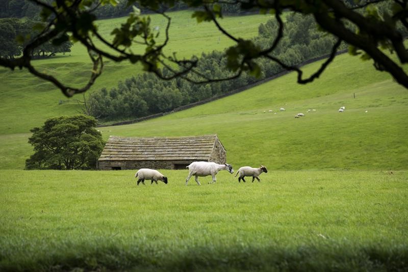 Derbyshire Landscape