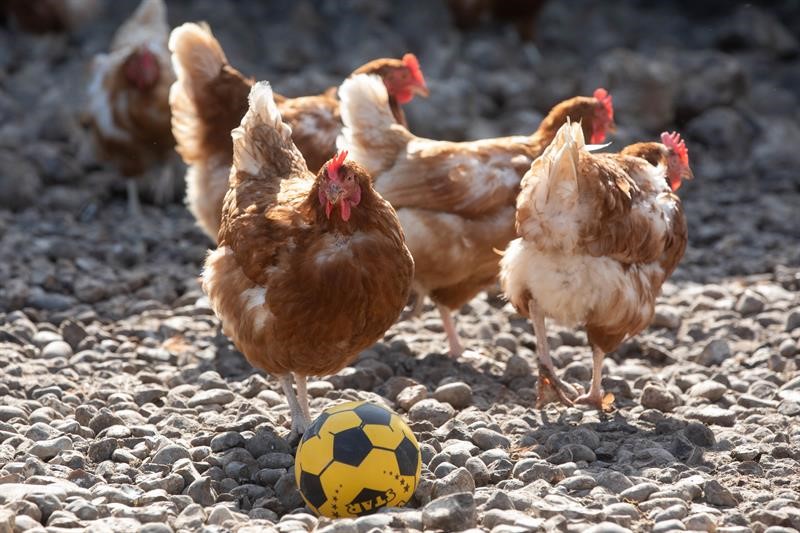 Hens outside in a yard