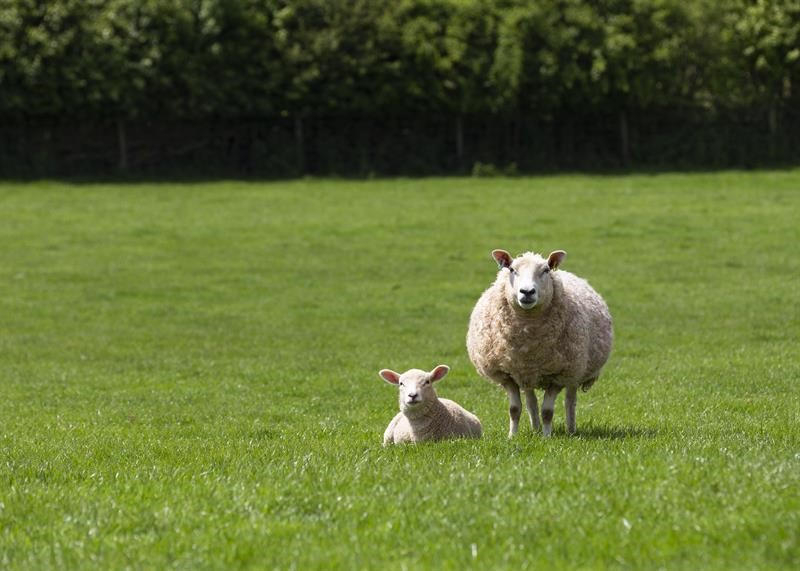 Ewe and lamb