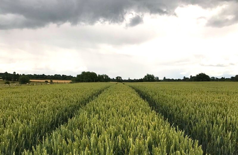 Crop field