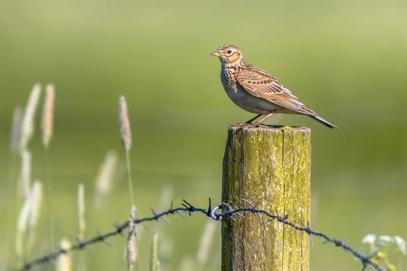 Skylark on a fence post