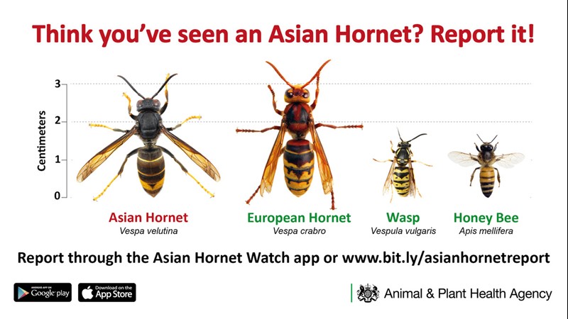 How to identify an Asian hornet