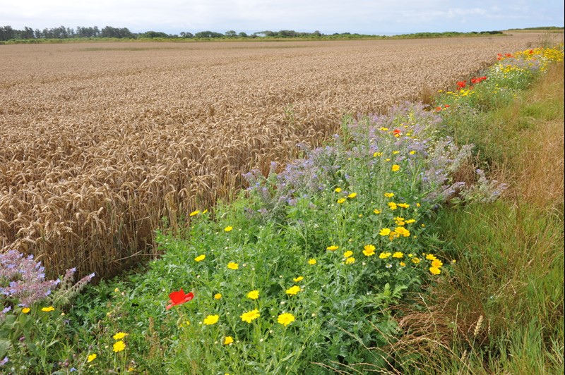 Richard and Lyn Anthony field margins 1