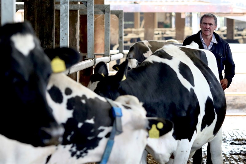 Aled Jones with his dairy cows