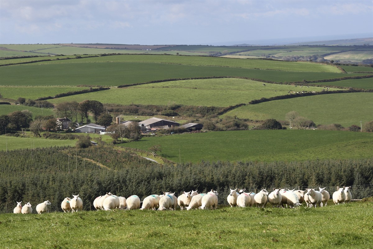 Direct Payments To Welsh Farmers To Remain The Same In 2021 – NFU Cymru