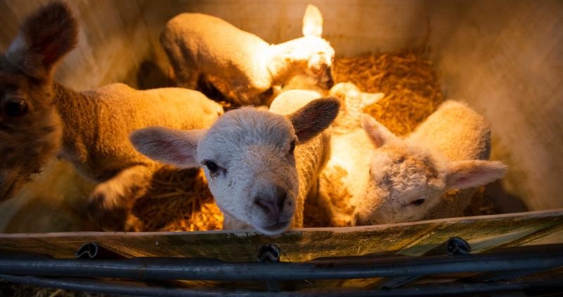 Lambs being kept warm under heat lamps