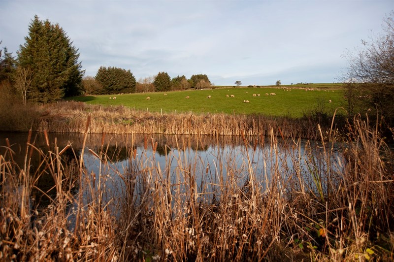 Farm pond with sheep in background