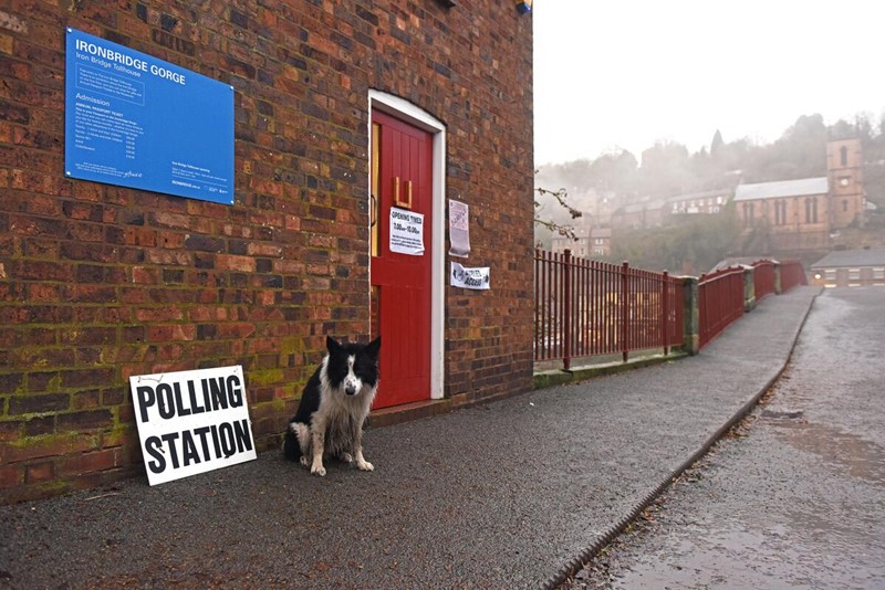 Picture of a dog at a polling station