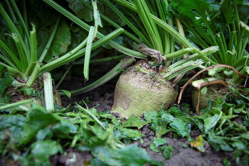 Close up image of sugar beet in field ready to be harvested