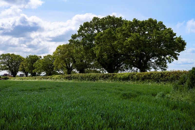 Hedge on the side of a field