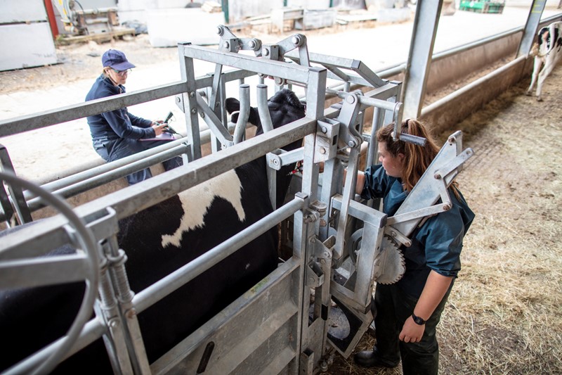 Cattle being tested for bTB