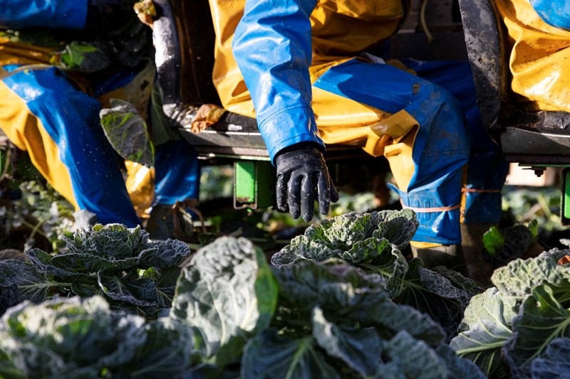 Sprout harvesting on farm