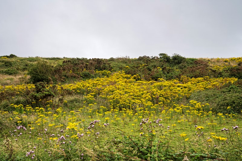 Image of Ragwort