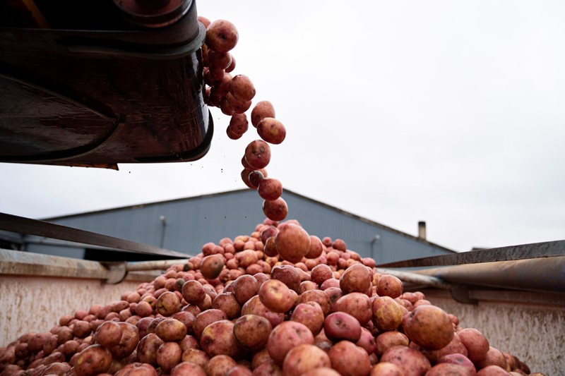 Potato_harvest_46