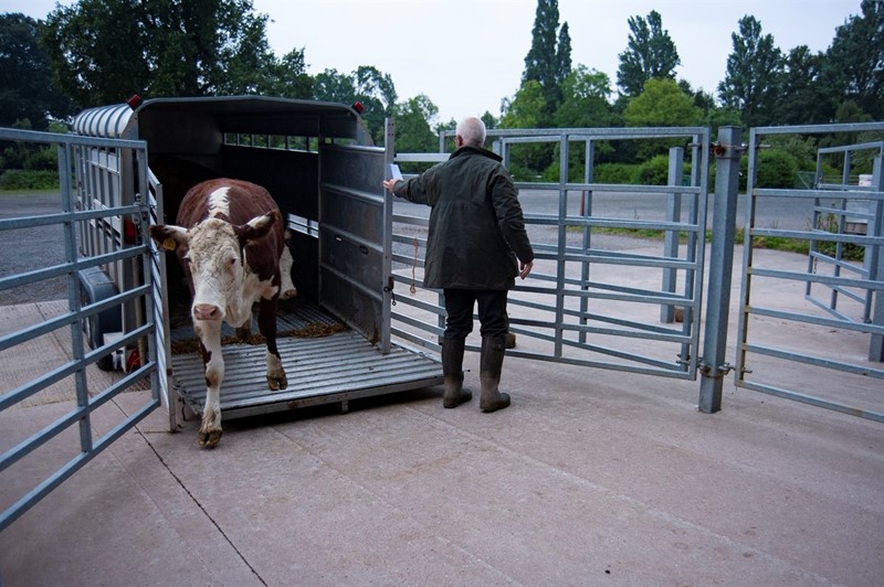 An image of a man holding open the back of a small trailer to allow cows to get out