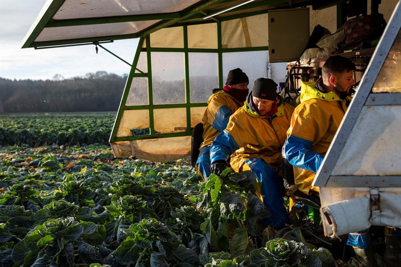 A picture of overseas workers picking sprouts on a British farm