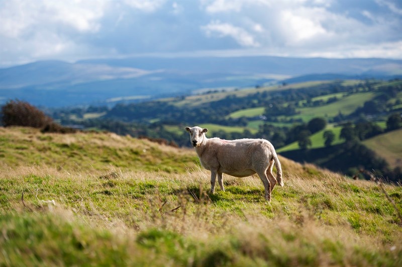 Image of sheep in the uplands of Wales 