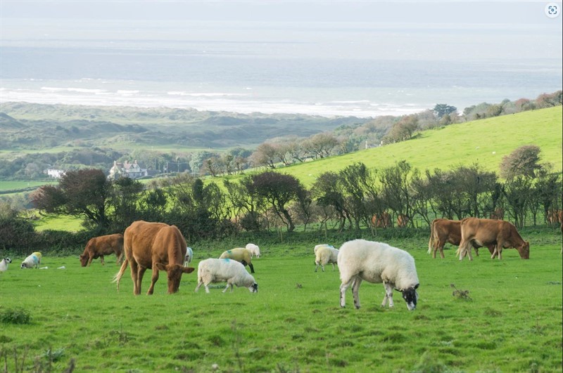 An image with sheep and cows in a field 