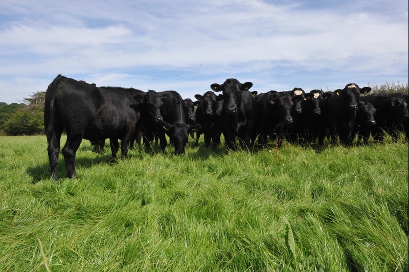 Cattle in field