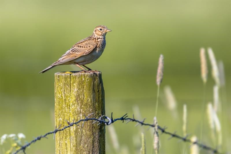 Skylark