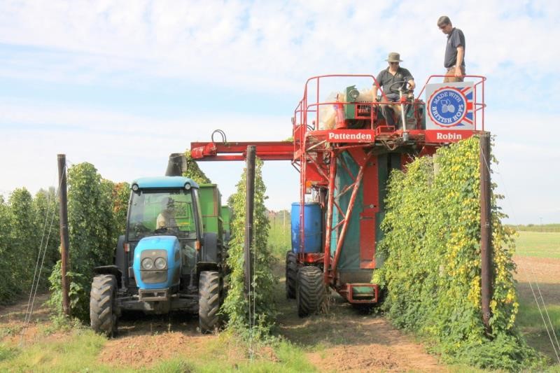 The  hop harvest 