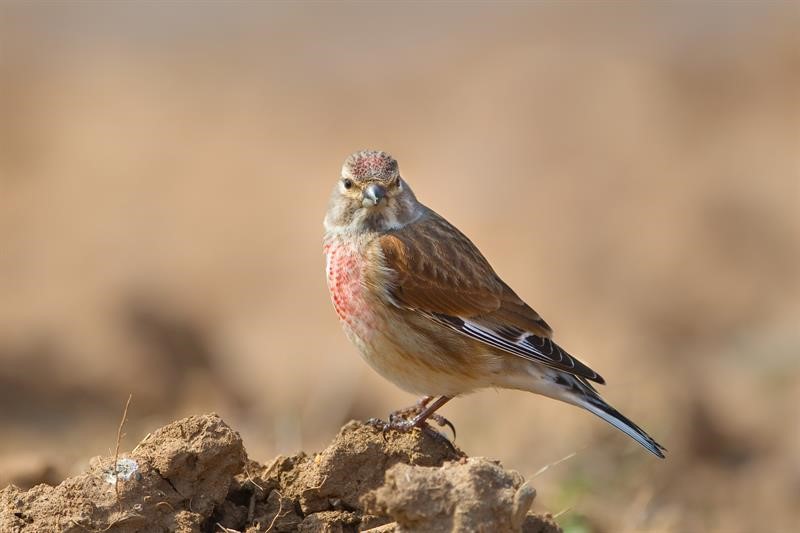 Linnet