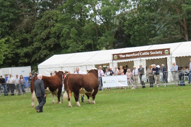 Herefords on show at Royal Three Counties Show
