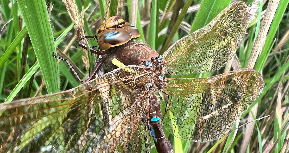 Dragonfly