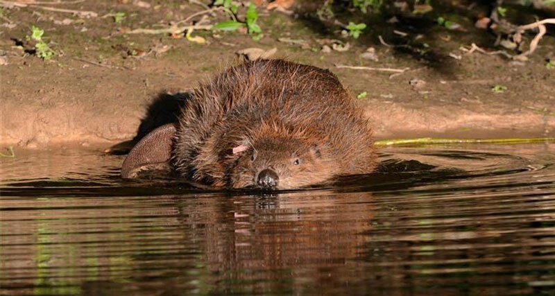 Beaver pictured in water