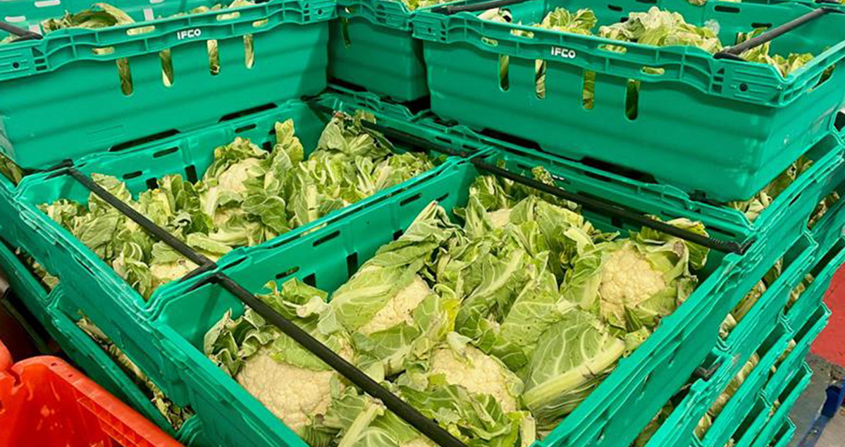 Cauliflowers-in-crates