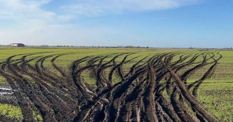 A field showing damage caused by hare coursers driving across it