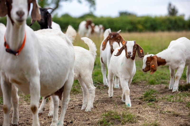 An image of goats in a field