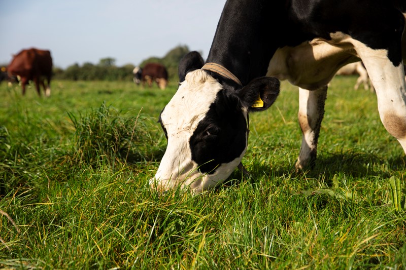 Dairy cow eating grass