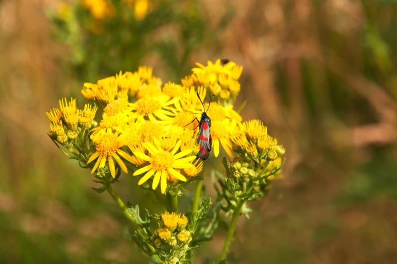 A plant with bright yellow flowers in a field, with an insect on one of the flowers