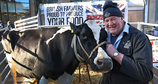 NFU member Ray Brown with his cow in Chester