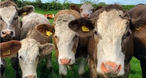 Read the NFU's Bovine TB Strategy