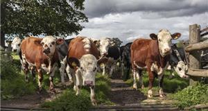 Bovine TB: Lobbying toolkit