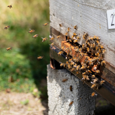 Bees entering a hive