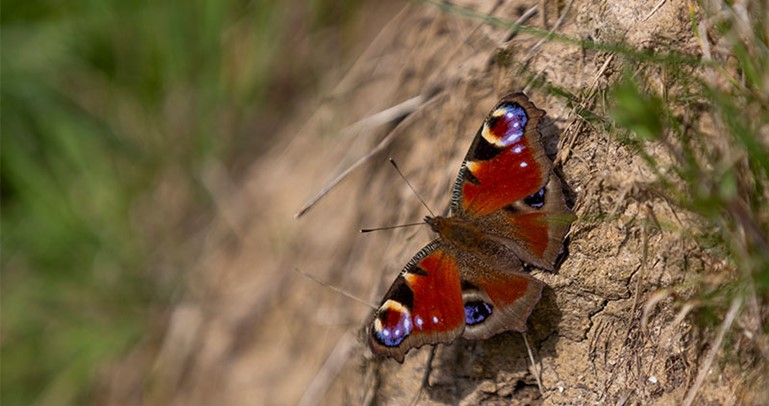 Butterfly