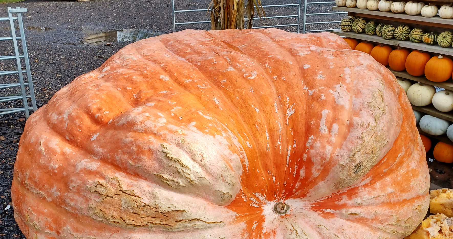 A giant pumpkin on display