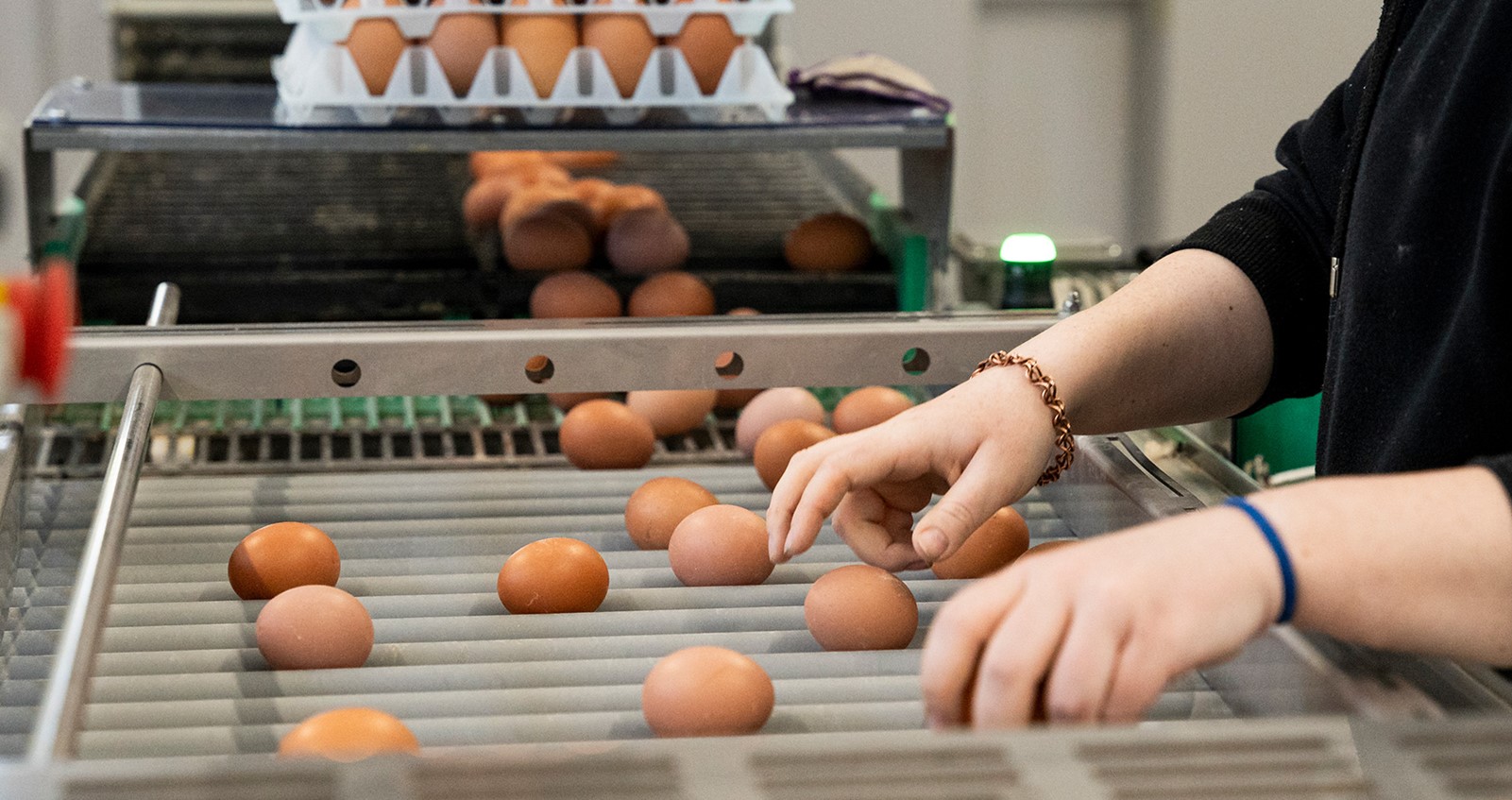 Eggs being packed and graded