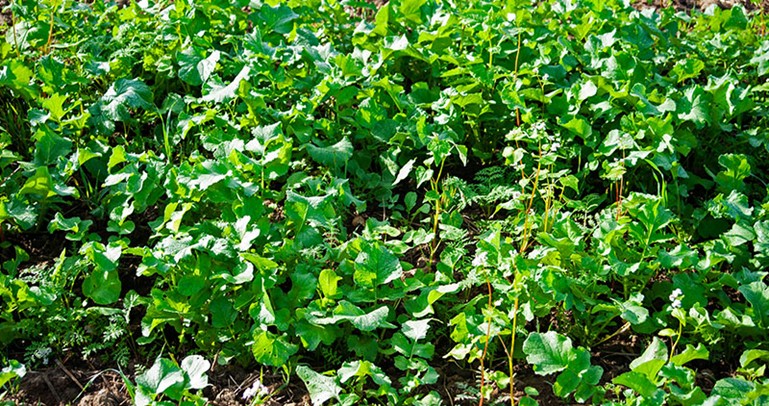 Cover crops