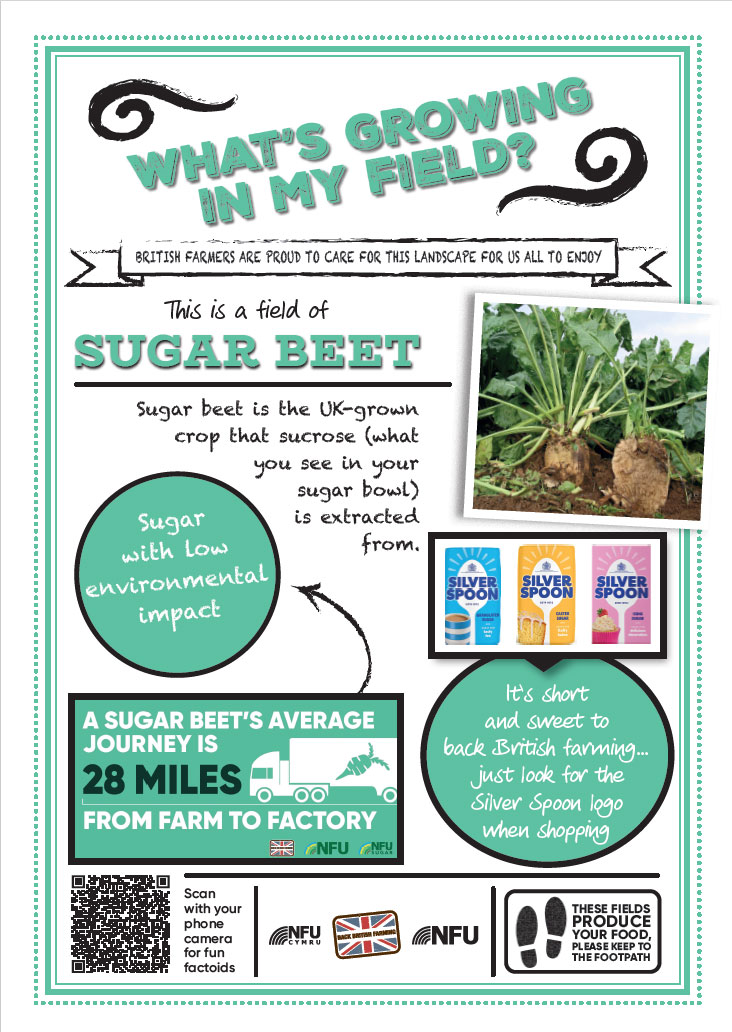 What's growing in my field – sugar beet