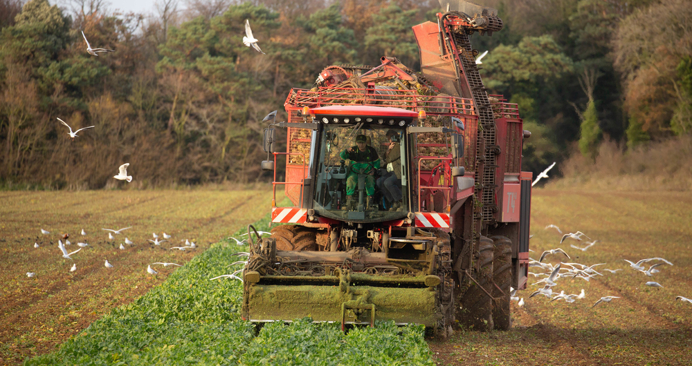 Sugar beet harvester at work