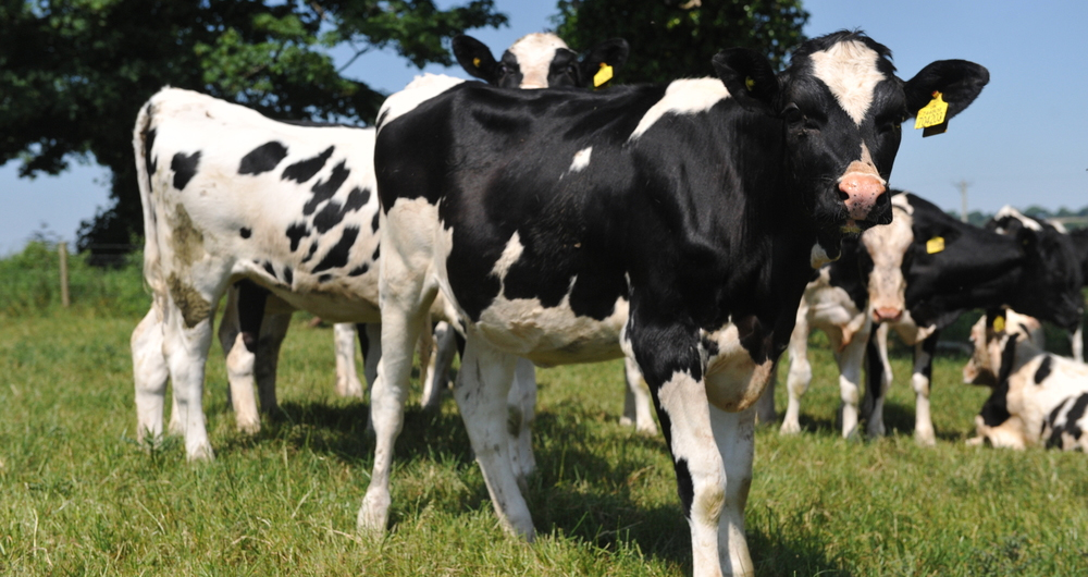 Calves in a field